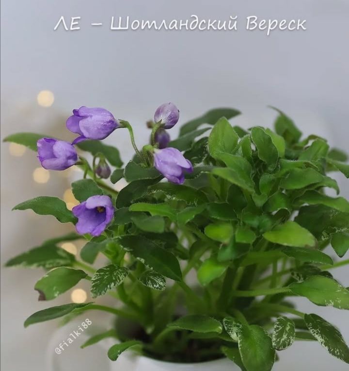 Фіалки, дітки фіалок, міні фіалки, мікро фіалки, мини фиалки, микро