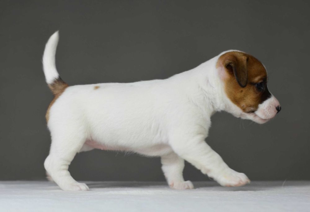 Gładkowłosa AKIRA– rasowy Jack Russell Terrier, metryka ZKwP/FCI