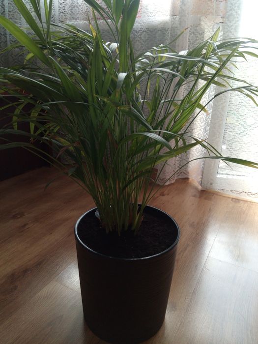 Palma Areka 60cm w donicy z systemem nawadniającym