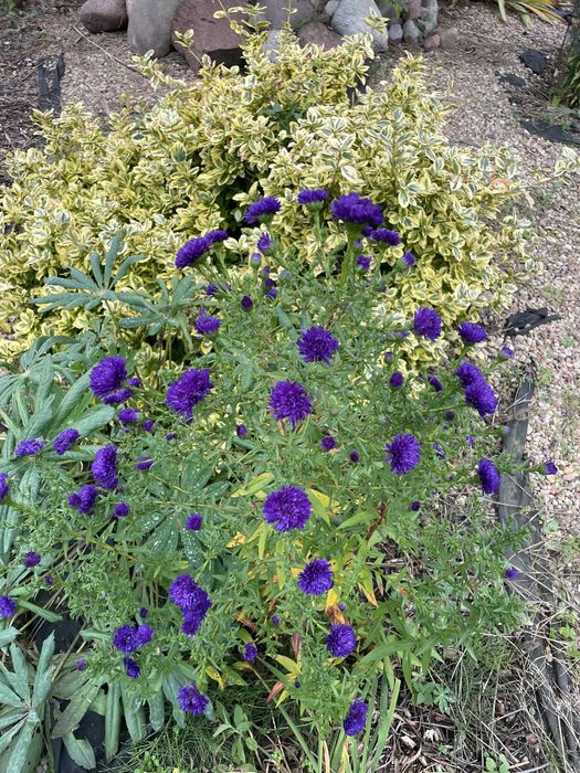 Astry jesienne Marcinki,wysokie i niskie, sadzonki od 5 zł