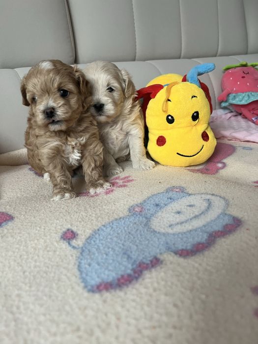 Maltipoo pudel toy&maltanczyk