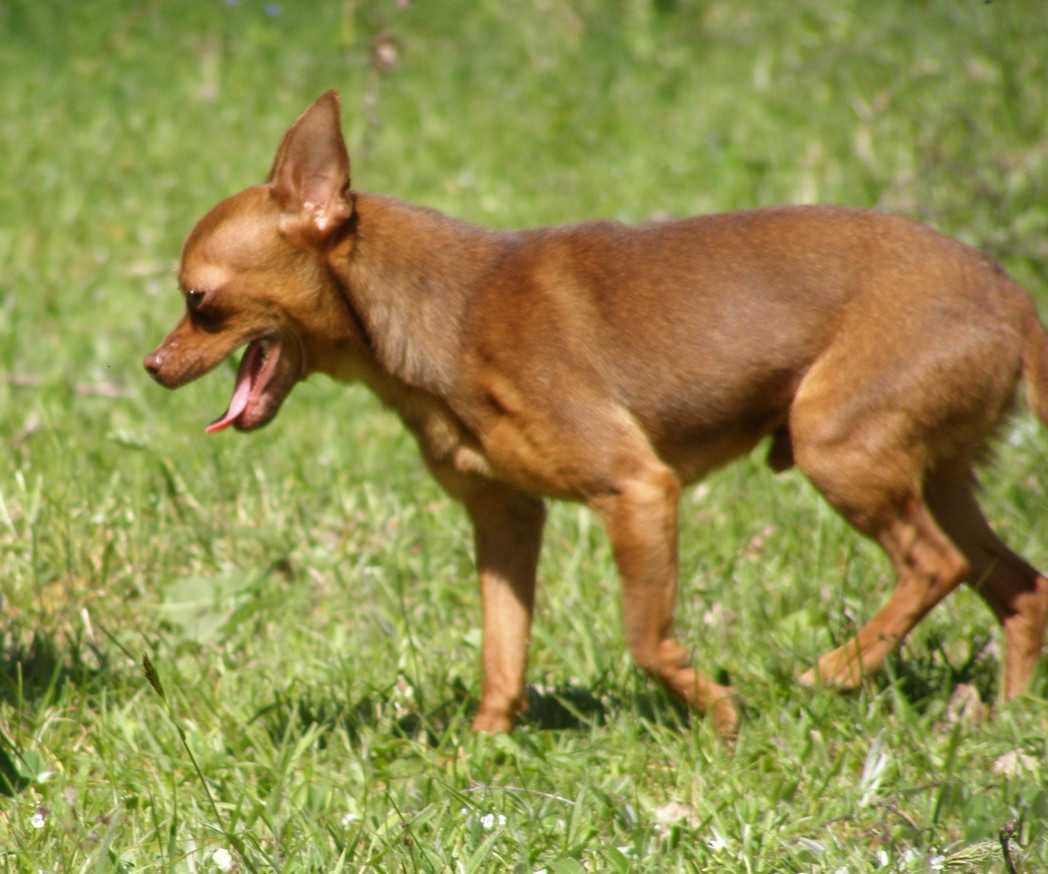 Ratlerek Pinczerek miniaturowy pies (samiec)