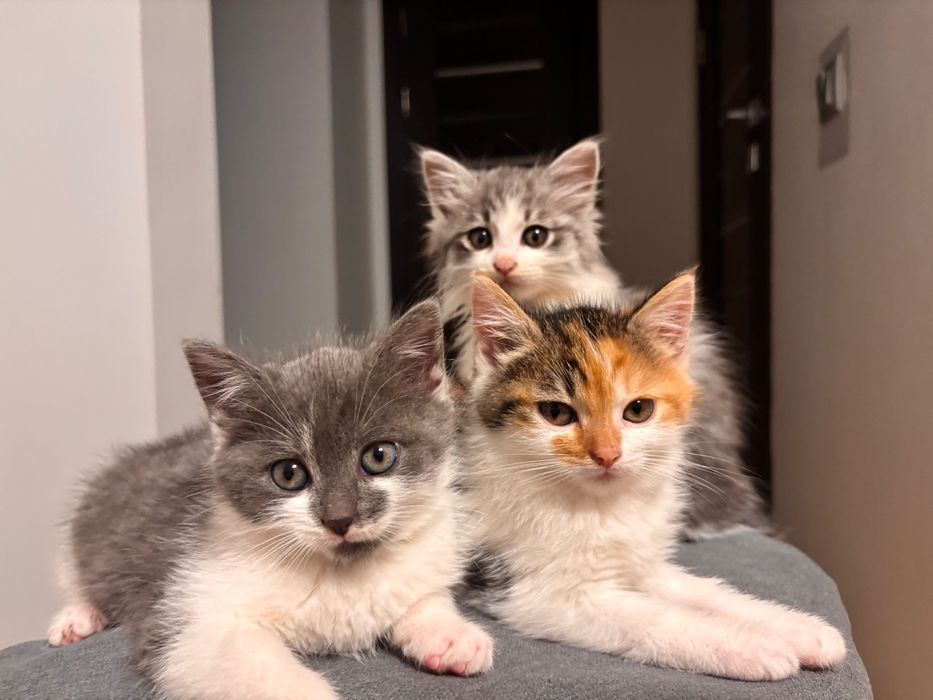 Віддам Кішок в хороші руки