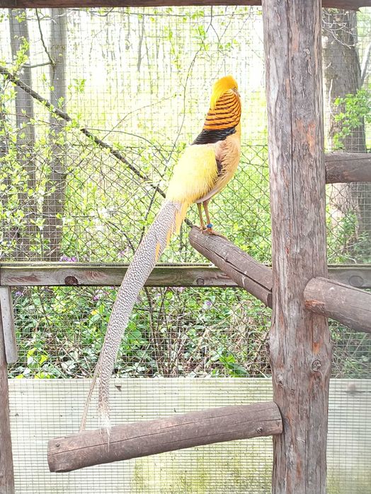 Bażant bananowy kogut