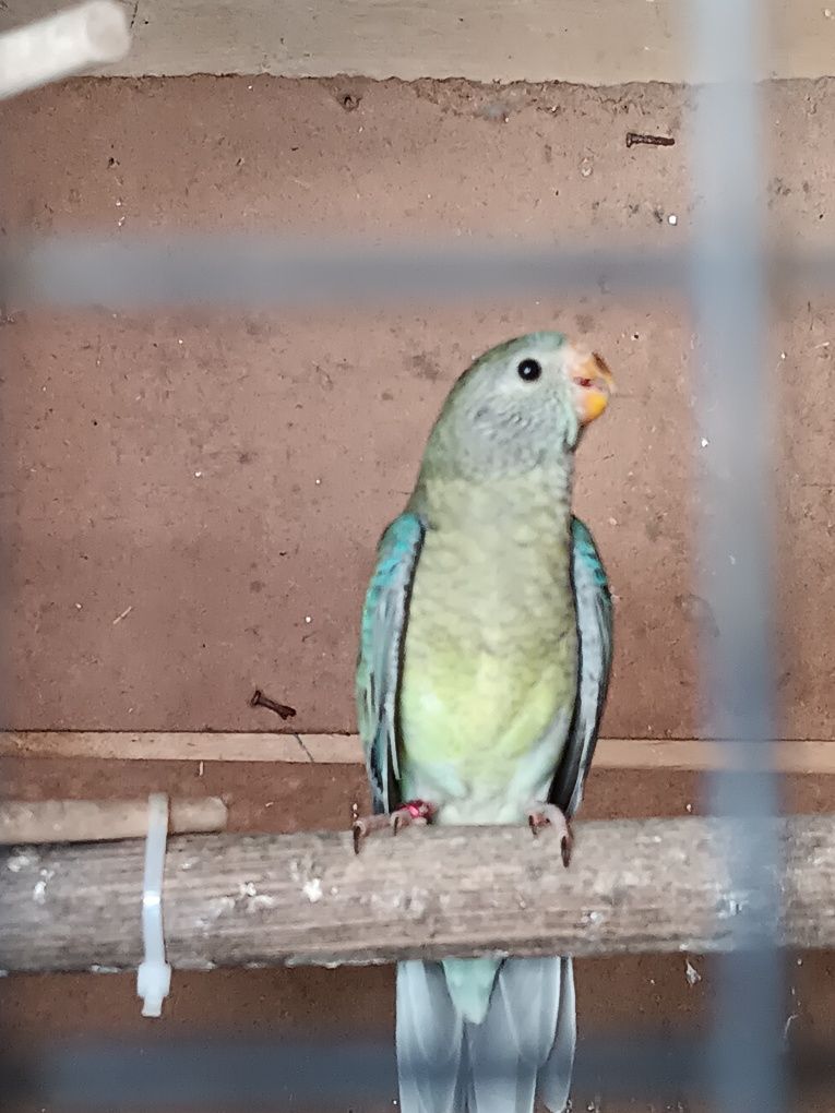 Vendo Red Rumped