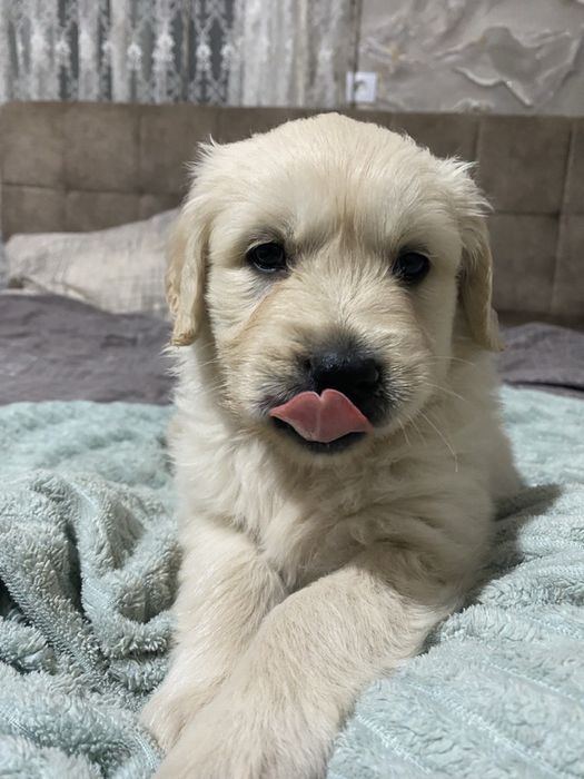 06.09 Золотисті Ретривери КСУ