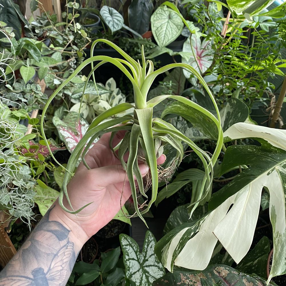 Тілландсія / Tillandsia Streptophylla