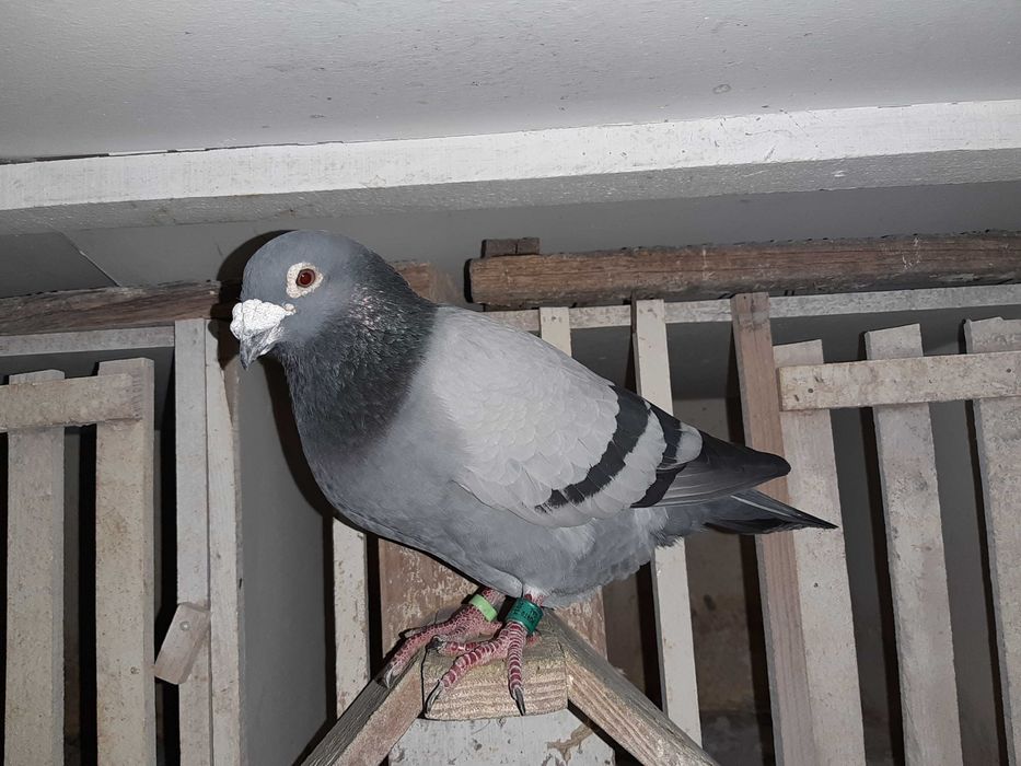 pombos correios reprodutores