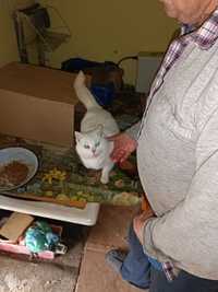 Biała kotka szuka nowego domu