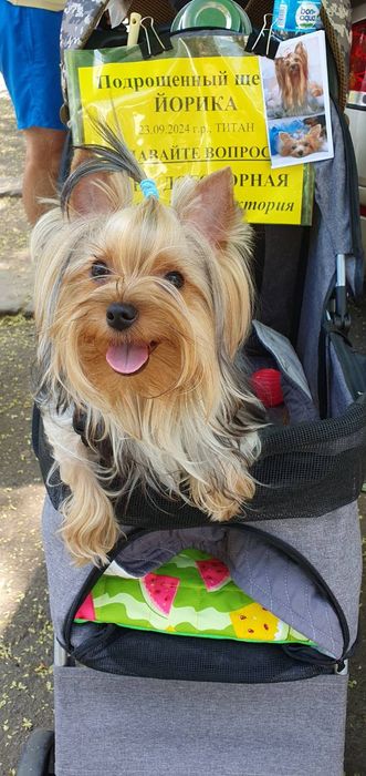 Подрощенные   ЙОРКШИРСКИЕ ТЕРЬЕРЫ ищут заботливую семью