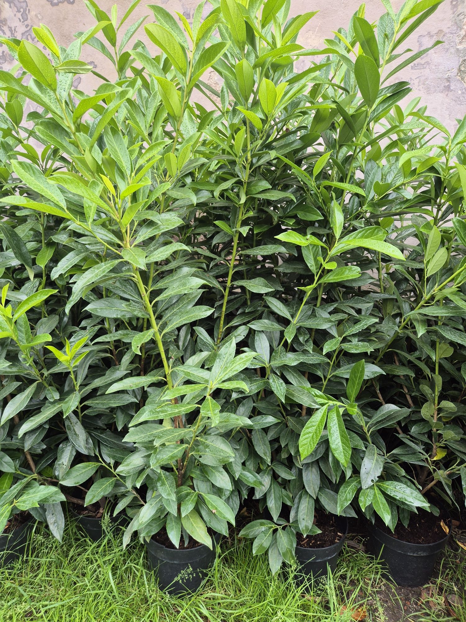 Laurowisnia Caucasica duże sadzonki 130-140cm