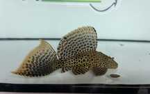 Plecostumos leopardo
