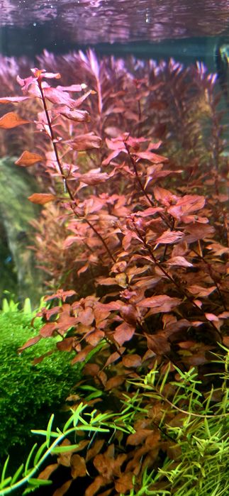 Planta Ludwigia Palustris SUPER RED