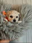 Bichon frise do rezerwacji.