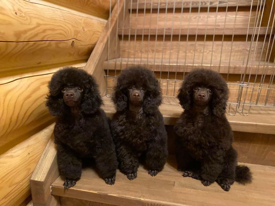 brązowy pudel fci 7m