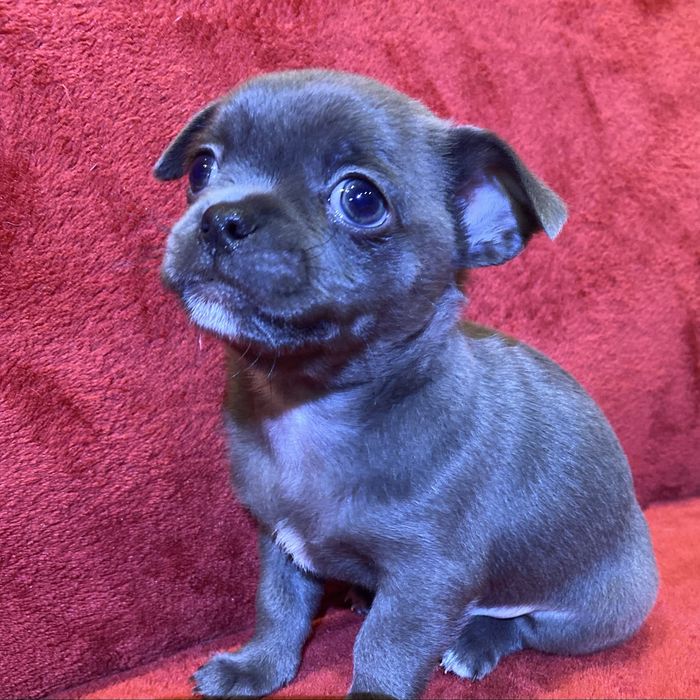 Цуценята чихуахуа