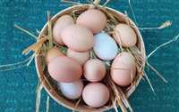 Ovos caseiros e frescos