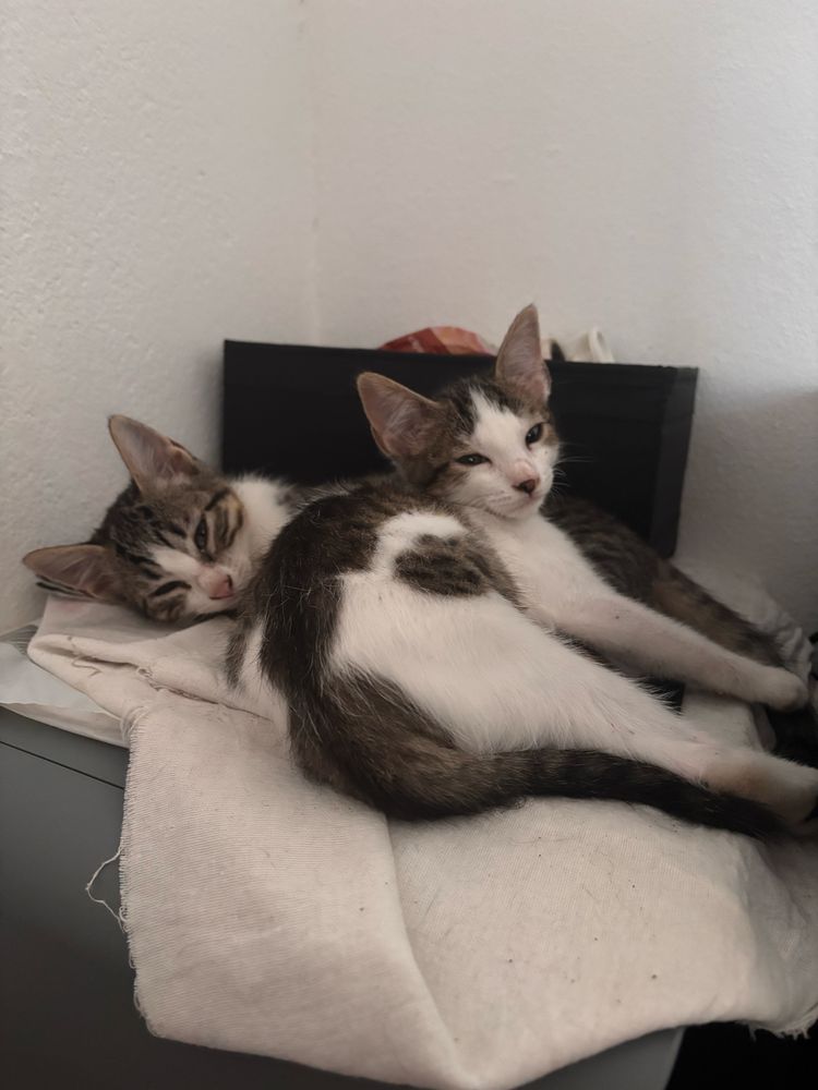 Gatinhas para dar