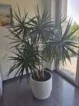 Duża dracena do biura, salonu