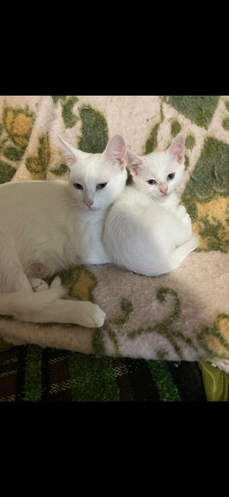 Doação somente de 2 gatinhas