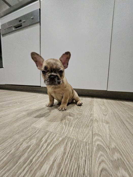 Buldog Francuski