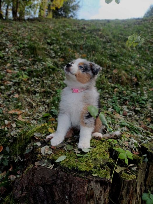 Owczarek australijski(typ amerykański) suczka gotowa do odbioru