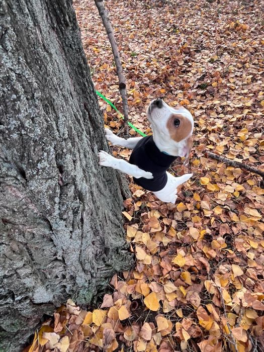 Красивый мальчик джек рассел терьер ищет родителей