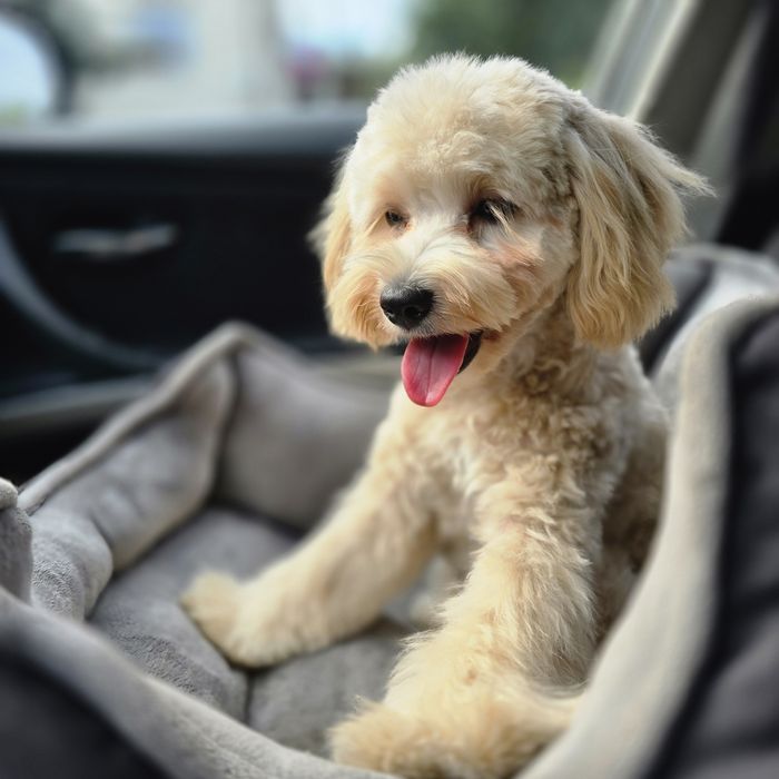 Maltipoo f1b/ dziewczynka