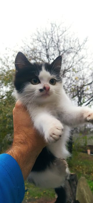 милые пушистикы готовы новому дому.