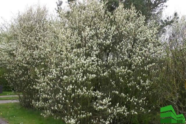 Ірга звичайна широколиста -канадська