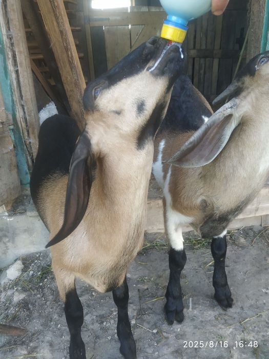 Кізочки нубійські.козенята.купити.козел