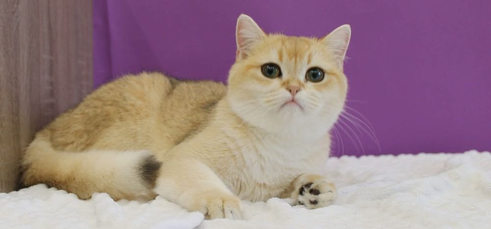 Девчонка Scottish Straight