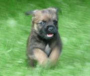 Border Terrier - rodowodowa suczka (FCI)