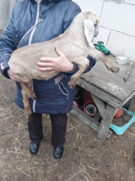 Англо-нубійська козочка, молода коза