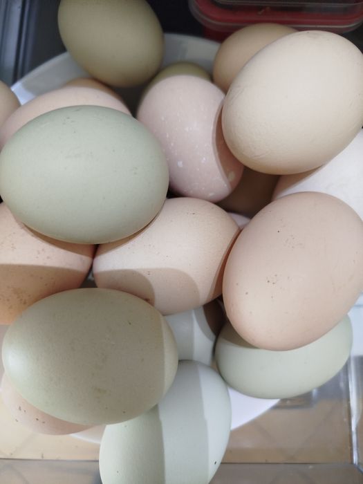 Jajka ,jaja od kur z wolnego wybiegu.