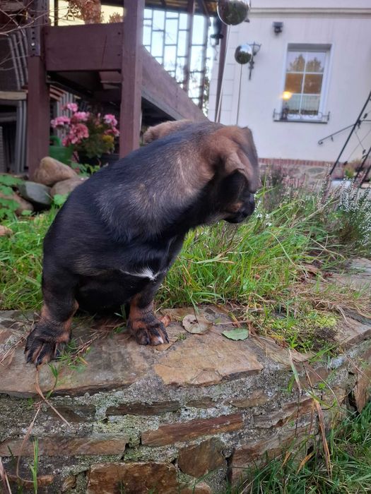 Piesek Szczeniak Reksio do oddania