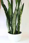 sansevieria, wężownica, język teściowej 93cm !