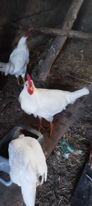 Koguty silka leghorn zielononóżka czubatka