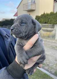 Cane Corso mocny pies