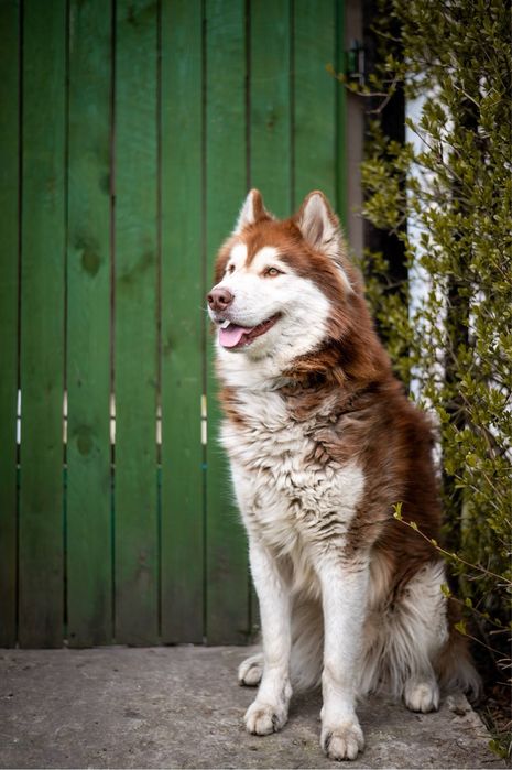 Mieszaniec Husky i Malamuta. Charakterny rudy północniak dla znawcy