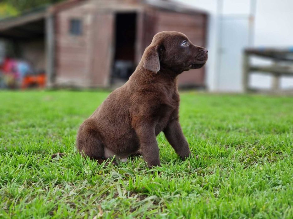 Labrador macho com LOP e Afixo