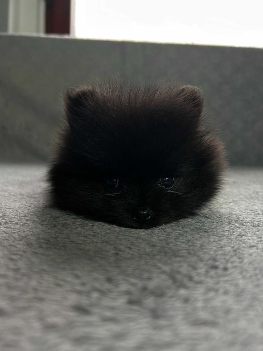 Pomeranian Szpic Miniaturowy Piesek Suczka