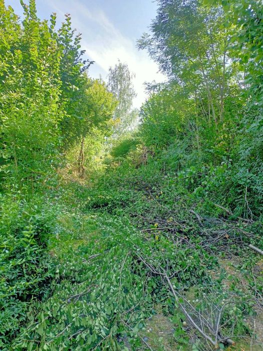 wycinka drzew arborysta