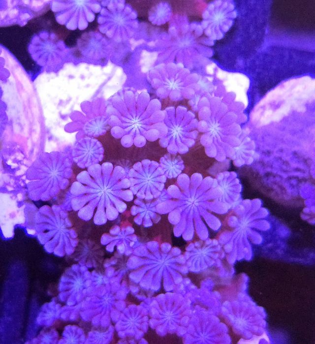 Alveopora Far Flower Pink szczepki ok 3x3cm - PROMOCJA 99 zł