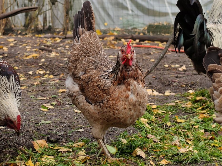 Jajka lęgowe, kury w typie zagrodowym, zagrodówki