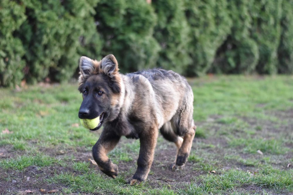 Owczarek Staroniemiecki ... ( Długowłosy czarny  / wilczasty  )
