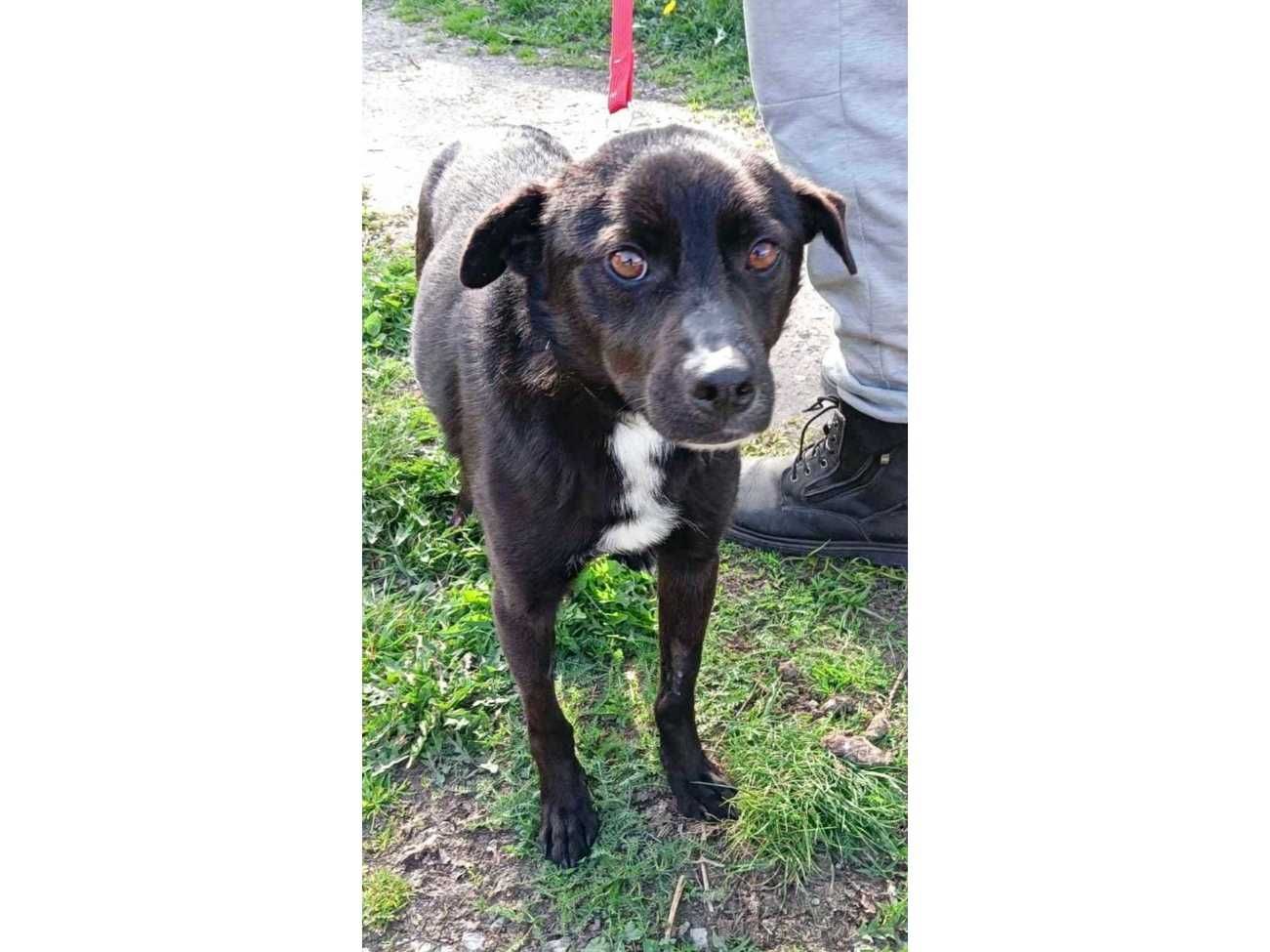 Batman-DELIKATNY, wrażliwy, średni (15kg)