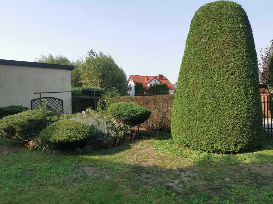 Wycinka i przycinka drzew, krzewów + rozdrabnianie gałęzi