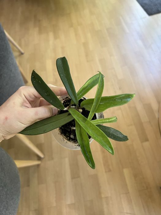 Hoja hoya shepherdii