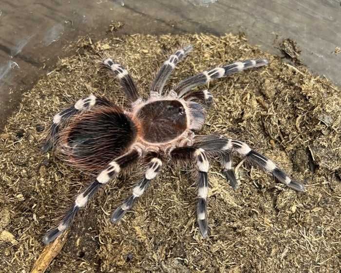 Паук Птицеед Павук Птахоїд Acanthoscurria geniculata Одеса